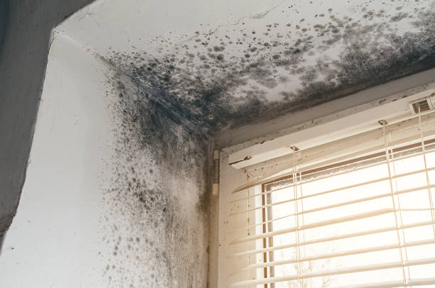 Trusted Black Mold Removal service in Highlands, NJ - Cheap Mold Removal